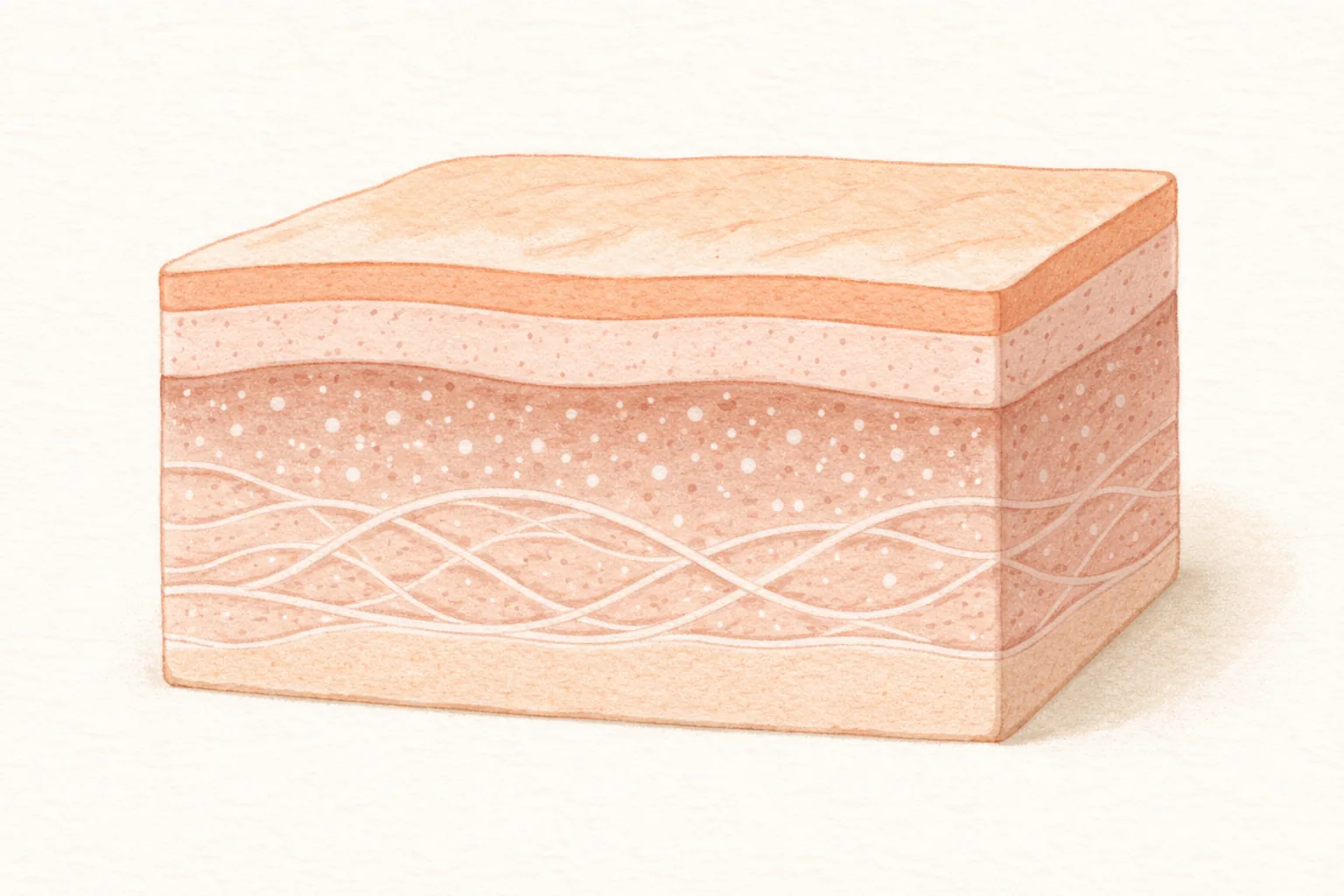 Cross-section of skin showing particles and fibrous structures in the dermis